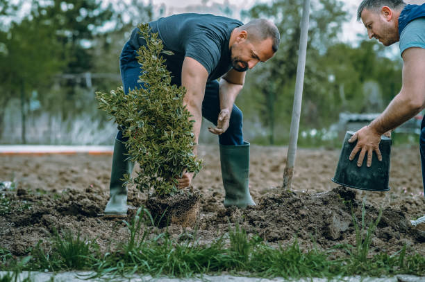 The Steps Involved in Our Tree Care Process in Fairless Hills, PA